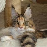 Maine Coon Female