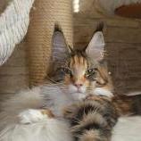 Maine Coon Female