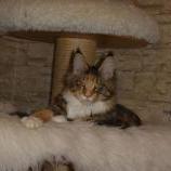 Maine Coon Female