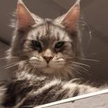 Maine Coon Female