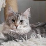 Maine Coon Female