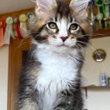 Maine Coon Female