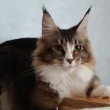 Maine Coon Female