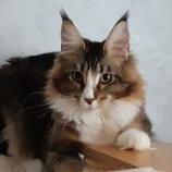 Maine Coon Female