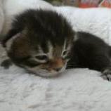 Mačiatka maine coon, vrh