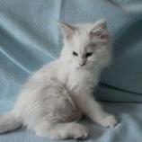 Mačiatka maine coon, vrh