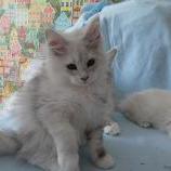 Mačiatka maine coon, vrh
