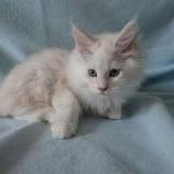 Mačiatka maine coon, vrh