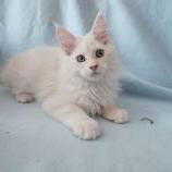Mačiatka maine coon, vrh