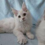 Mačiatka maine coon, vrh