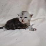Mačiatka maine coon, vrh