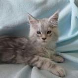 Mačiatka maine coon, vrh