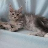 Mačiatka maine coon, vrh