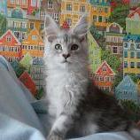 Mačiatka maine coon, vrh