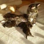 Mačiatka maine coon, vrh