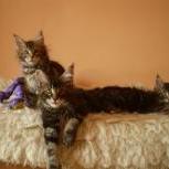 Mačiatka maine coon, vrh