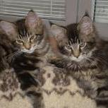 Mačiatka maine coon, vrh