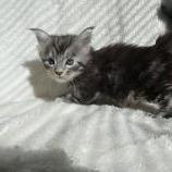 Mačiatka maine coon, vrh