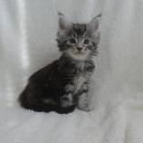 Mačiatka maine coon, vrh