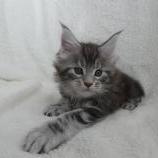 Mačiatka maine coon, vrh