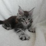 Mačiatka maine coon, vrh