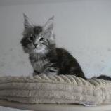 Mačiatka maine coon, vrh