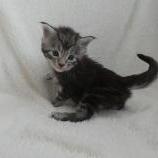 Mačiatka maine coon, vrh