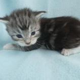 Mačiatka maine coon, vrh