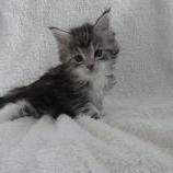 Mačiatka maine coon, vrh