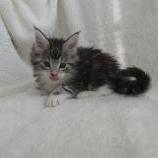 Mačiatka maine coon, vrh