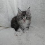 Mačiatka maine coon, vrh