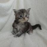 Mačiatka maine coon, vrh