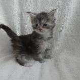 Mačiatka maine coon, vrh