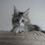 Mačiatka maine coon, vrh