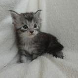 Mačiatka maine coon, vrh