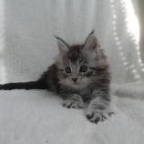 Mačiatka maine coon, vrh