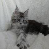Mačiatka maine coon, vrh