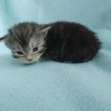 Mačiatka maine coon, vrh