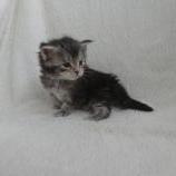 Mačiatka maine coon, vrh