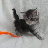 Mačiatka maine coon, vrh