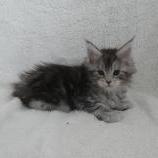 Mačiatka maine coon, vrh