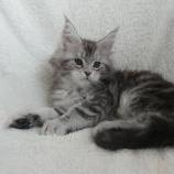 Mačiatka maine coon, vrh