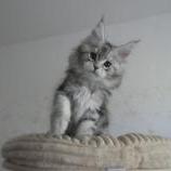 Mačiatka maine coon, vrh