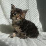 Mačiatka maine coon, vrh