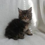 Mačiatka maine coon, vrh