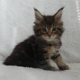 Mačiatka maine coon, vrh