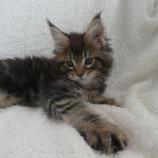 Mačiatka maine coon, vrh