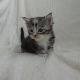 Mačiatka maine coon, vrh