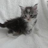 Mačiatka maine coon, vrh