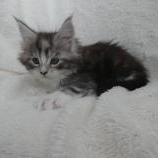 Mačiatka maine coon, vrh